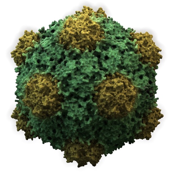 cowpeamosaicvirus