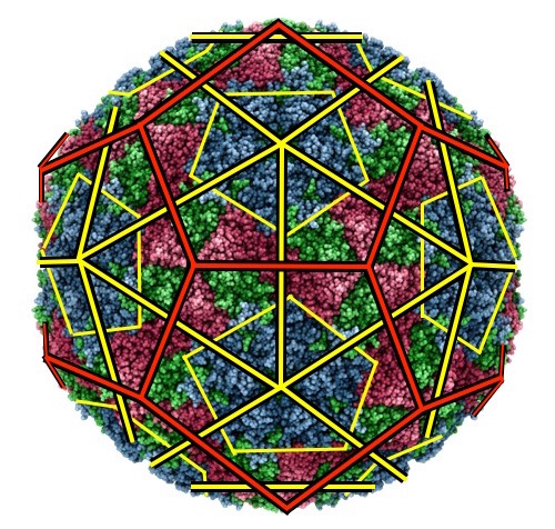 foot&mouthvirus copy2