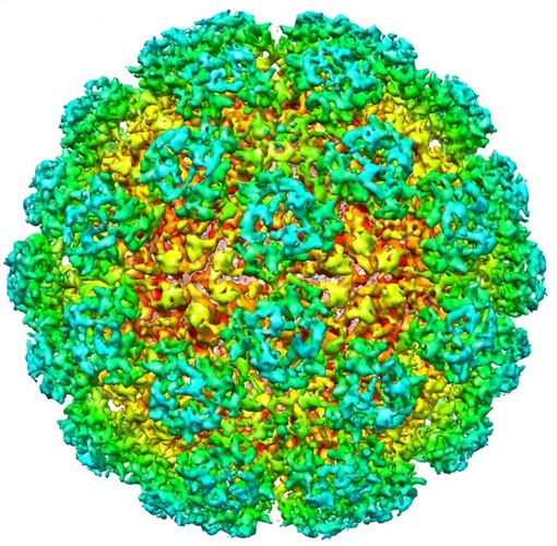 nematodeorsayvirus