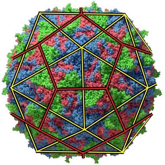 poliovirus copy