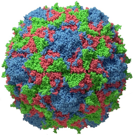 poliovirus