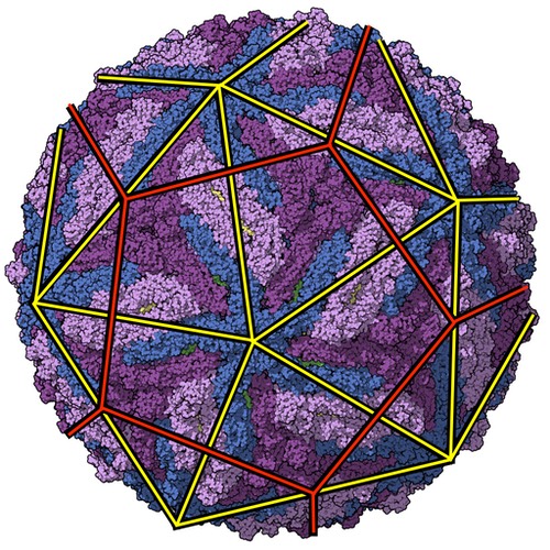 zikavirus copy