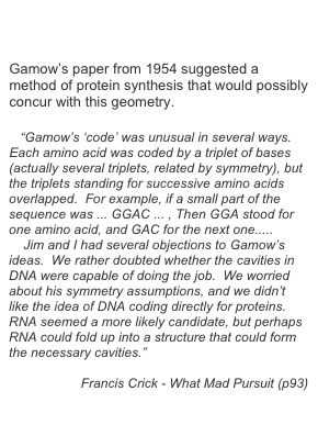 back


Gamow’s paper from 1954 suggested a method of protein synthesis that would possibly concur with this geometry. 

   “Gamow’s ‘code’ was unusual in several ways.  Each amino acid was coded by a triplet of bases (actually several triplets, related by symmetry), but the triplets standing for successive amino acids overlapped.  For example, if a small part of the sequence was ... GGAC ... , Then GGA stood for one amino acid, and GAC for the next one.....
    Jim and I had several objections to Gamow’s ideas.  We rather doubted whether the cavities in DNA were capable of doing the job.  We worried about his symmetry assumptions, and we didn’t like the idea of DNA coding directly for proteins.  RNA seemed a more likely candidate, but perhaps RNA could fold up into a structure that could form the necessary cavities.”

Francis Crick - What Mad Pursuit (p93)

back